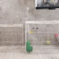 قفس پرنده یک کوچیک ویک بزرگ