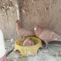 جفت زرد