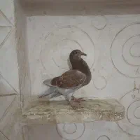 جوجه کفتر زاجر
