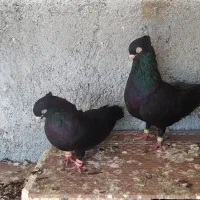 کبوتر سیا آبادانی