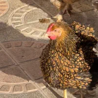 جوجه لهستانی ویاندوت ایام سمانی برهما مرغ وخروس|حیوانات مزرعه|رشت, لاکان|دیوار