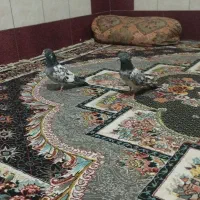 کبوتر کله ای پاکستانی|پرنده|خاش, |دیوار