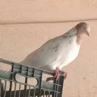 کبوتر|پرنده|شبانکاره, |دیوار