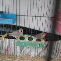 ماده فنج کارداده ۱۵۰