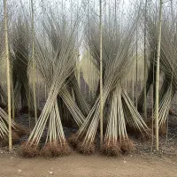 بهترین نهال نگرا ترکیه برای کسب درآمد پایدار|گل و گیاه طبیعی|خوی, |دیوار