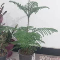 گل مطبق