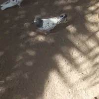 کفتر|پرنده|تخت, |دیوار