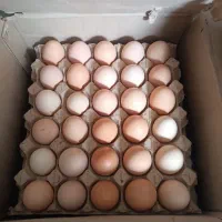 تخم مرغ محلی گلپایگان