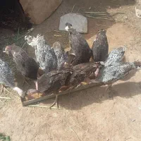 جوجه بو بوقلمون
