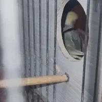 عروس هلندی|پرنده|تهران, تهرانپارس جنوبی|دیوار