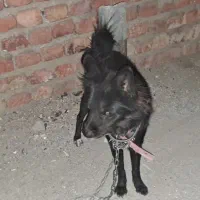 واگذاری سگ معاوضه با نگهبان
