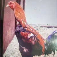 جوجه لاری اصل|حیوانات مزرعه|شیراز, کرونی(خاتونک)|دیوار