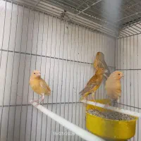 قناری با جوجه و تخم