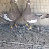 سرک نر وماده پا بلند