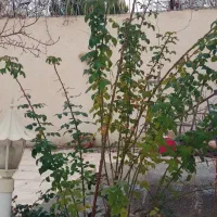 گل رز رونده معطر 3 ساله