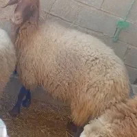 میش آبستن داشتی|حیوانات مزرعه|هندیجان, |دیوار