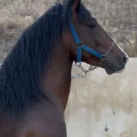 نریان کرد پرخون و زیبا (مناسب کلاس و گشت)