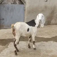 بز افغانی