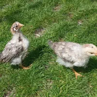 دو عدد جوجه مرغ محلی