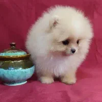 سگ پامر خرسی