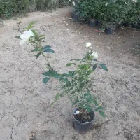 تولید و فروش نسترن سفید باکیفیت بالا و قیمت مناسب|گل و گیاه طبیعی|پاکدشت, پاکدشت (مامازند)|دیوار