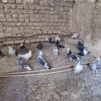 کفتر نر و ماده فروشی