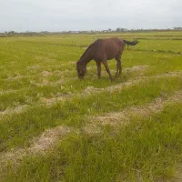 اسب ۲سال سواری|اسب و تجهیزات اسبسواری|چاف و چمخاله, |دیوار