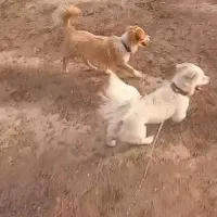 دو عدد سگ پا کوتا