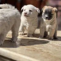 توله سگ اشپیتز