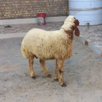 قوچ