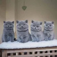مجموعه گربه های خونگی ( در تمام نژاد ها )