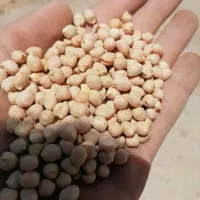 نخود آب باریک