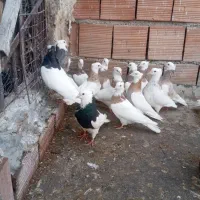 تعداد ۲۶ عدد انواع طوقی زرد زرین آجری سیاه هفت رنگ