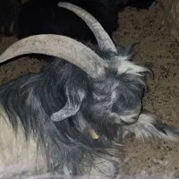 بیگ تخمی