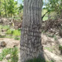 فروش چوب گردو