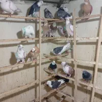 کبوتر|پرنده|تهران, شهرک رضویه|دیوار