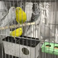 پرنده|پرنده|خمینی‌شهر, |دیوار