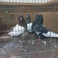 کله سفید.سینه ای|پرنده|مبارکه, |دیوار