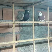 کبوتر رنگی|پرنده|مزرعه کتول, |دیوار