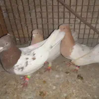 کبوتر کله ای|پرنده|لامرد, |دیوار