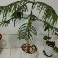 کل طبیعی|گل و گیاه طبیعی|مشهد, شهرک بهارستان|دیوار