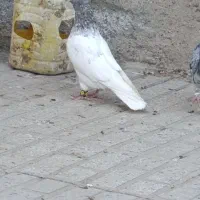 کفتر|پرنده|تربتحیدریه, باغ سلطانی|دیوار