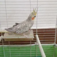 عروس هلندی ماده