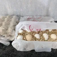 تخم نطفه دار گلین ریشی و چهل تاج|حیوانات مزرعه|بهبهان, |دیوار