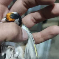 سهره جوجه قفس نشانه دار|پرنده|کرمانشاه, |دیوار