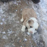 توله پاکوتاه پشمالو شیتزو