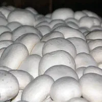 پخش قارچ لوکس