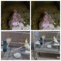 عروس هلندی مولدباجوجه