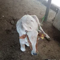 عیل لبیع