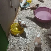 فروش کبوتر|پرنده|بهبهان, |دیوار